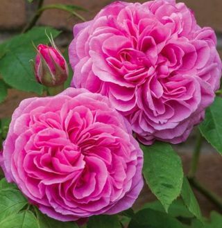 Gertrude Jekyll