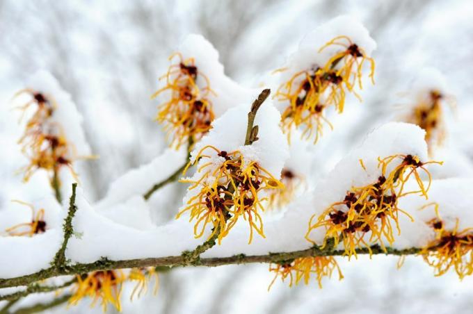 Nærbilde av vårblomstrende Hamamelis - Heksehasselgule blomster dekket av snø