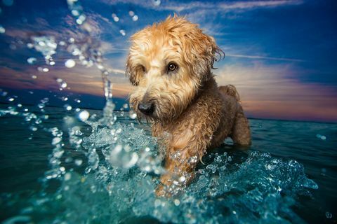 'Dogs at Play' -vinner av Dog Photographer of the YEar-prisene