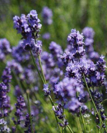 lilla lavendelblomster mot uskarp engbakgrunn