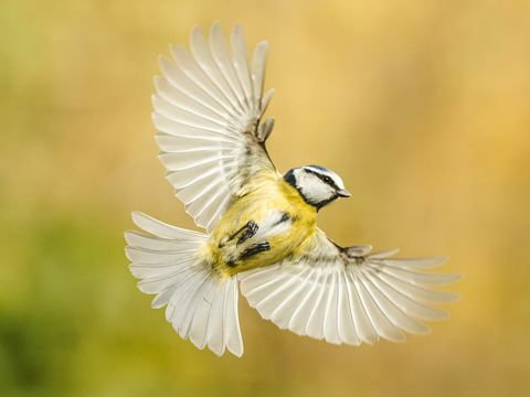 fuglefotografering hage dyreliv