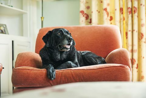 senior svart labrador slapper av på lenestol