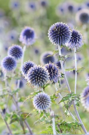 Lilla kloddistler - Echinops