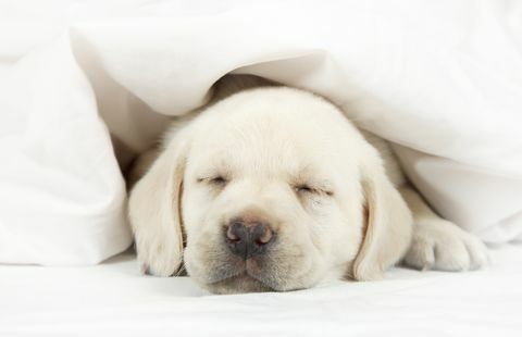 Labrador-valp som sover i en seng
