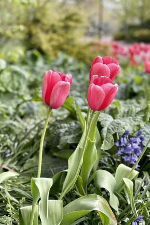 røde tulipaner i et blomsterbed