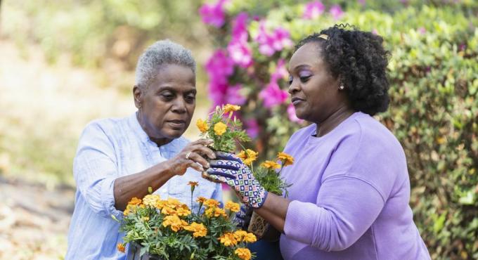 en senior afrikansk amerikansk kvinne og hennes voksne datter som hager sammen i bakgården, moren holder et brett med oransje blomster på fanget og gir en av blomstene til datteren