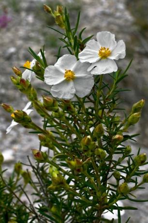 Cistus plante