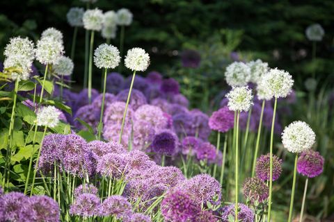 landlevende blomsterløk på hjemmebasen