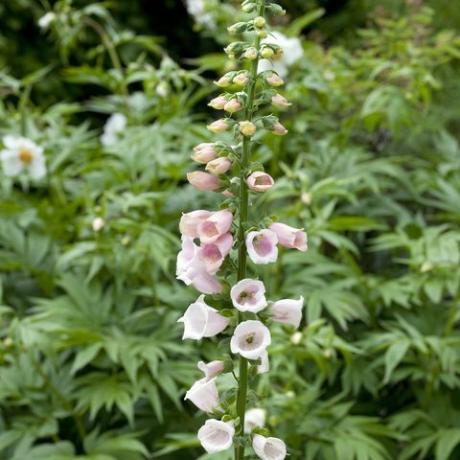 digitalis purpurea 'suttons aprikos' revebjelle