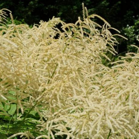 Aruncus Dioicus blomster