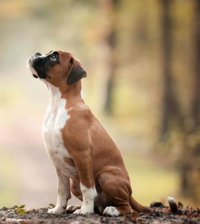 Vinner av 'Valpeavdeling' ved Årets Hundefotograf