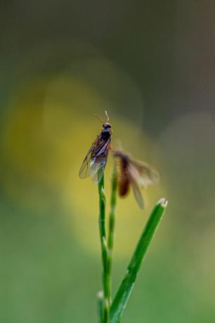 gul engmaur, lasius flavus, dronninger som dukker opp fra bakken i ferd med å fly for å starte nytt reir