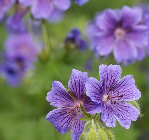 lilla hardfør geranium