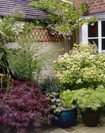 acer palmatum dissectum & choisya ternata (meksikansk appelsinblomst) vokser i gruppevisning av containere på terrasse foran huset