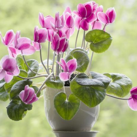 Blomstrende Cyclamen I En Potte