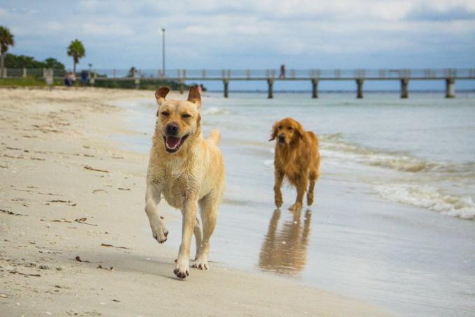 labrador retriever og golden retriever hunder som løper langs stranden, fort de soto, florida, amerika, usa