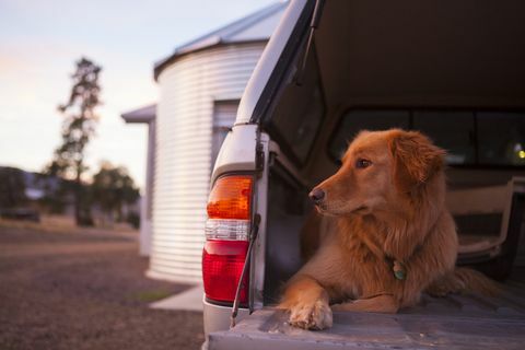Hundeeiere med 4x4-er oppfordret til å passe på denne helsevarslingen fra veterinærer - Advarsel om bilstøvler for hunder