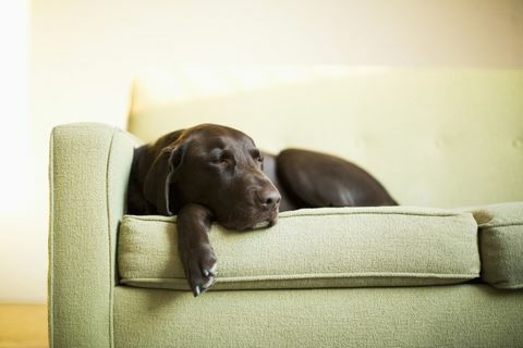 Hund sover i grønn sofa