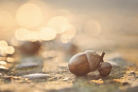 Acorns