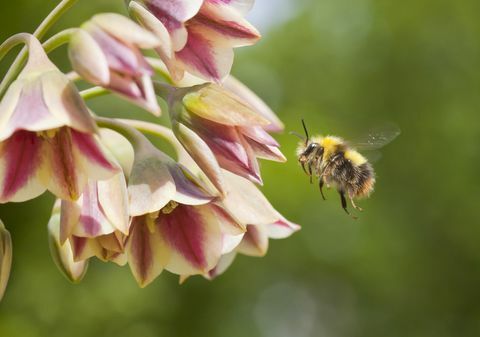 landlevende blomsterløk på hjemmebasen