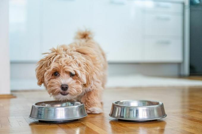 liten søt maltipoo valp