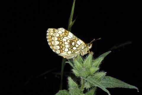 lyngfritillary