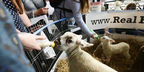 To lam blir fôret på Country Living Spring Fair