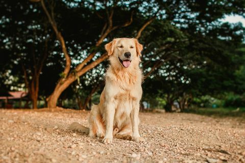 golden retriever smilende