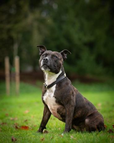 roxy ettersøkspolitiets hund