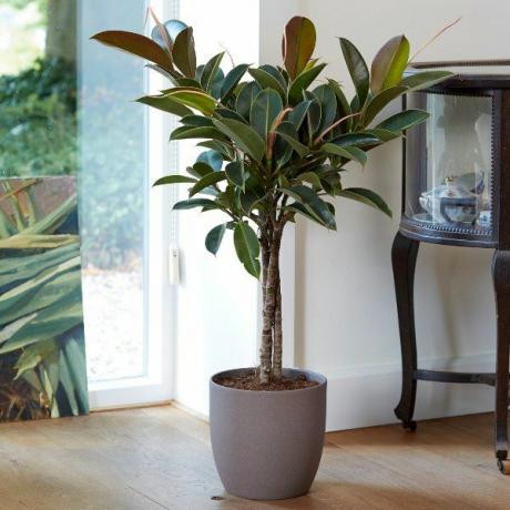 100 cm trippel stamme gummiplante 'Melany' | Ficus elastica | 21cm Potte | Etter planteteori