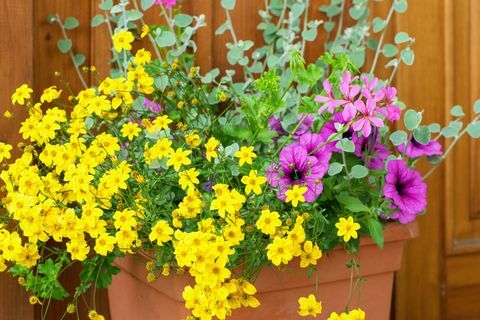 bidens ferulifolia vakre gule blomster plantet sammen med andre planter i potten, sommerterrasse