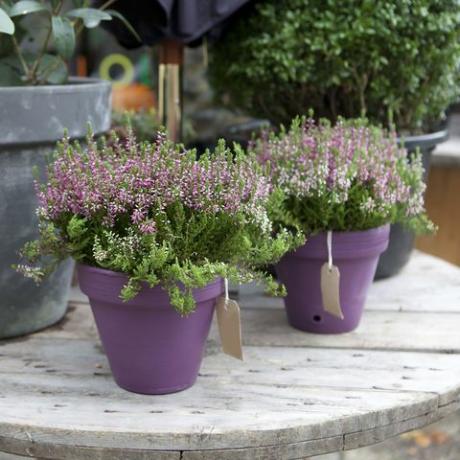 lilla potteplanter lavendar