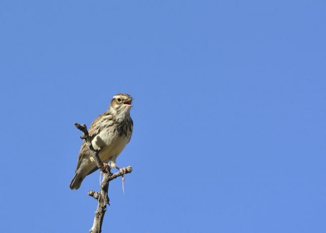 Woodlark (Lullula arborea) på gren