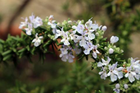 Snikende rosmarinblomst