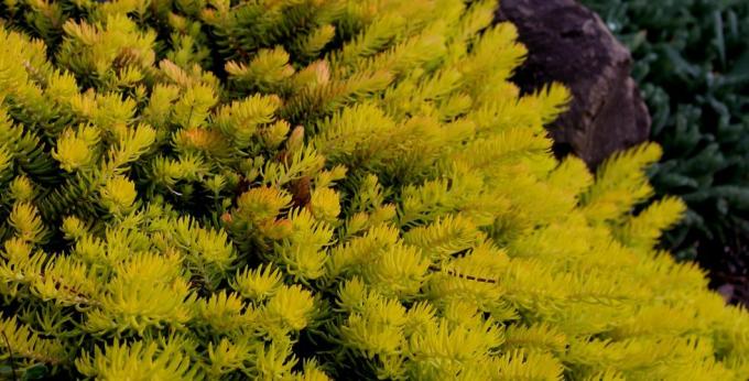 Sedum rupestre angelina