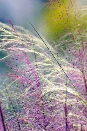 rosa muhly gress, nærbilde