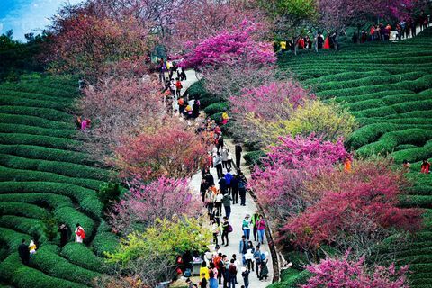 Kirsebærtrær ved en teplantasje i Yongfu Town i Longyan, Fujian-provinsen Kina