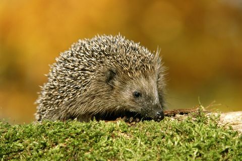 pinnsvin erinaceus europaeus utendørs, nærbilde