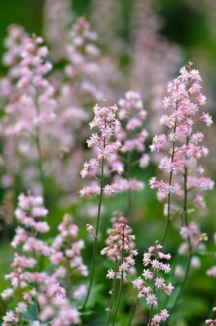 blomstrende heucherella i et blomsterbed i hagen fotografert på nært hold