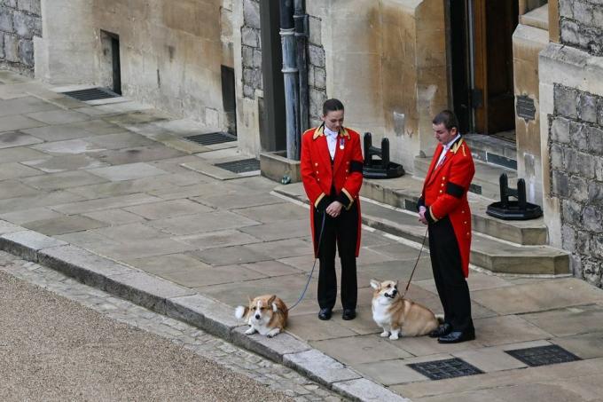 dronning elizabeth begravelse corgis