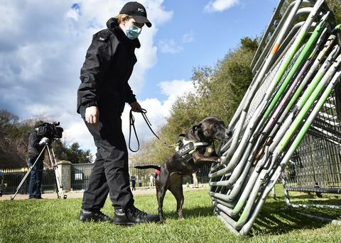 roxy ettersøkspolitiets hund