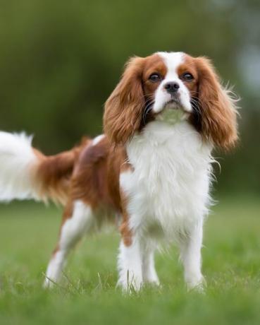 cavalier king charles spaniel