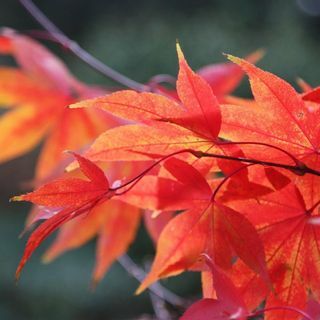 Japansk lønn – Acer palmatum 'Osakazuki'