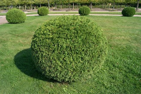 Busk thuja orientalis i form av en ball topiary garden. Avrundet eviggrønne dekorative tre