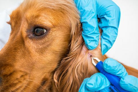 Veterinær som fjerner en flått fra Cocker Spaniel-hunden