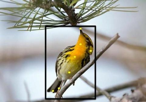 Her er en kul, ny måte å identifisere fuglene i hagen din på