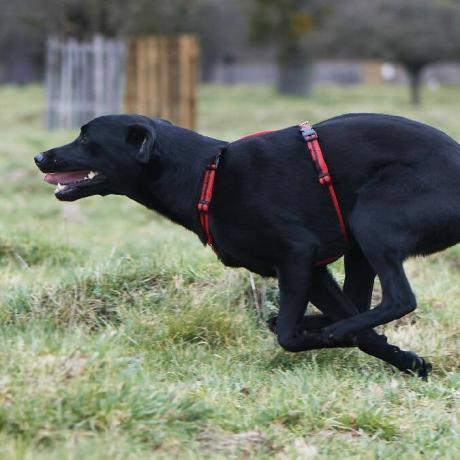 Hundesele i rød og brun stripe ML