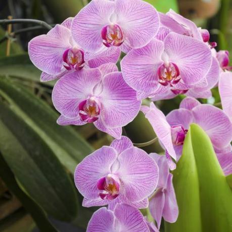 phalaenopsis rosa stripe orkideer