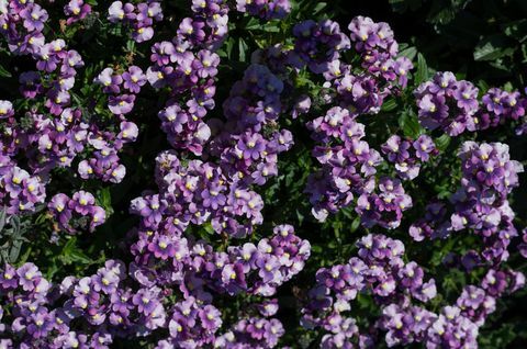 Nemesia i blomst