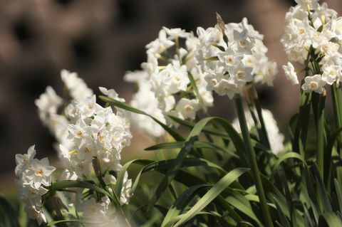 landlevende narcissi blomsterløk på hjemmebasen